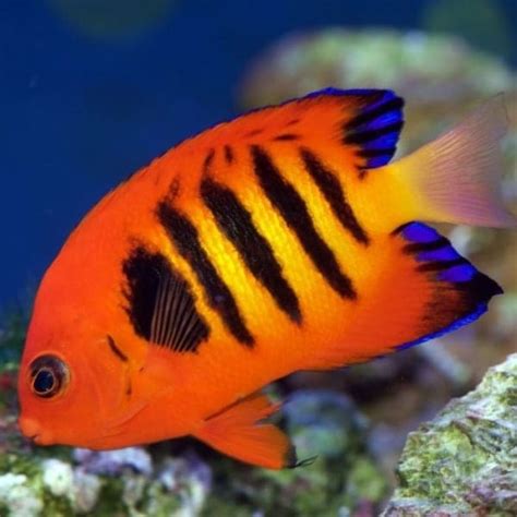 Saltwater fish for sale online .